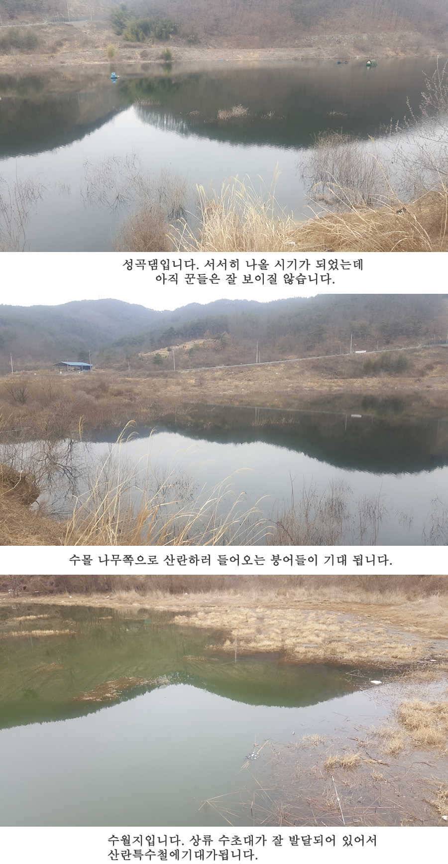 청도권 3월 3째주 조황 (조황조행기 - 특파원조황)