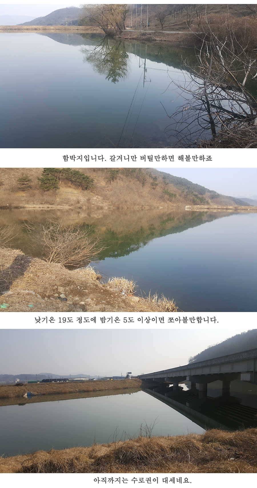 청도권 3월 3째주 조황 (조황조행기 - 특파원조황)