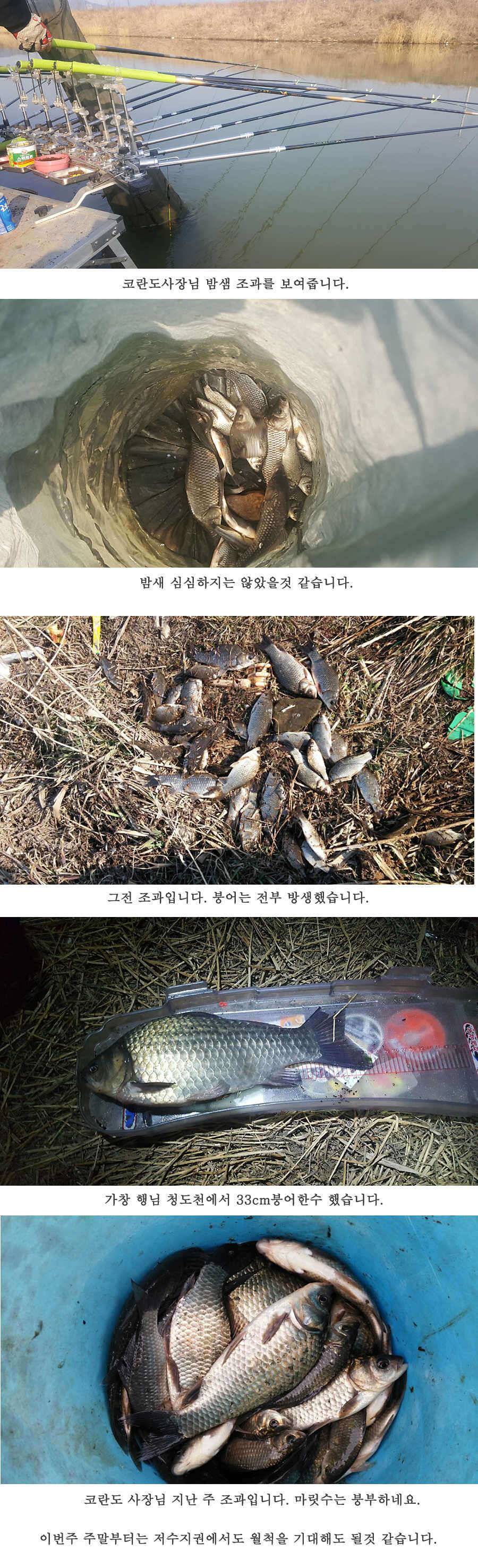 청도권 3월 3째주 조황 (조황조행기 - 특파원조황)