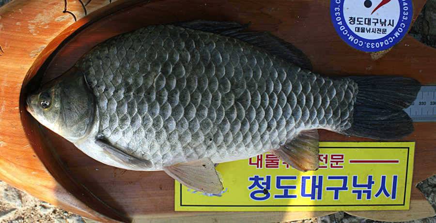 청도권주말 주중 조황 (조황조행기 - 특파원조황)