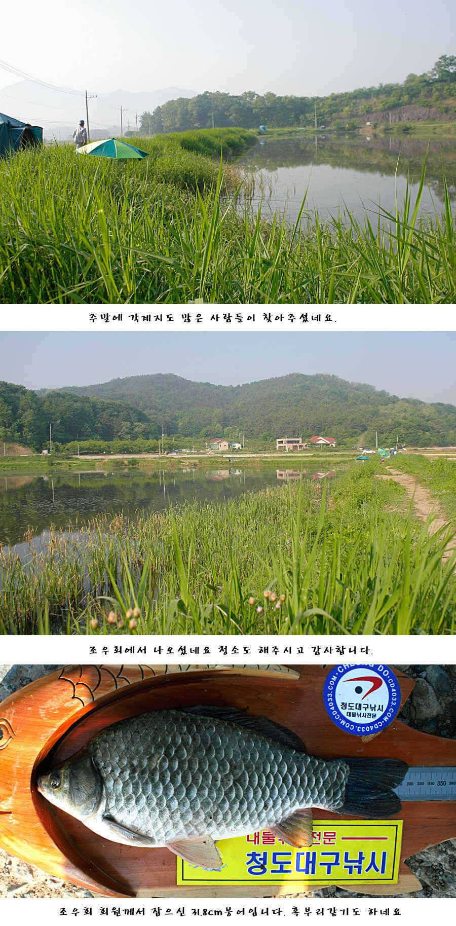 청도권주말 주중 조황 (조황조행기 - 특파원조황)