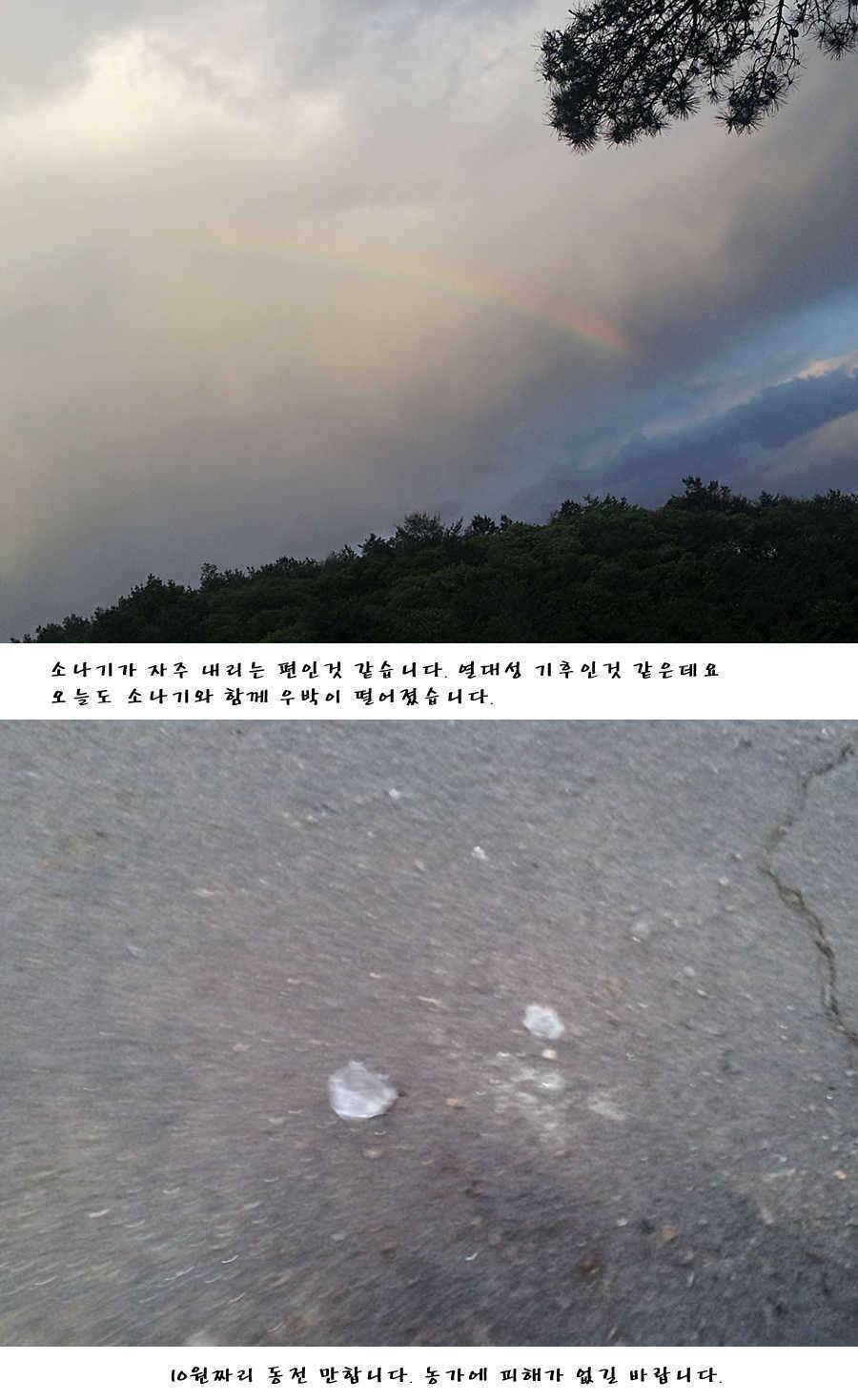 청도권주말 주중 조황 (조황조행기 - 특파원조황)