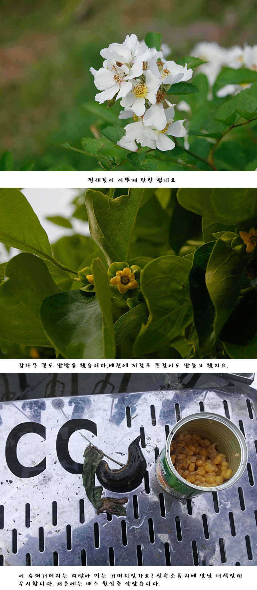 청도권주말 주중 조황 (조황조행기 - 특파원조황)