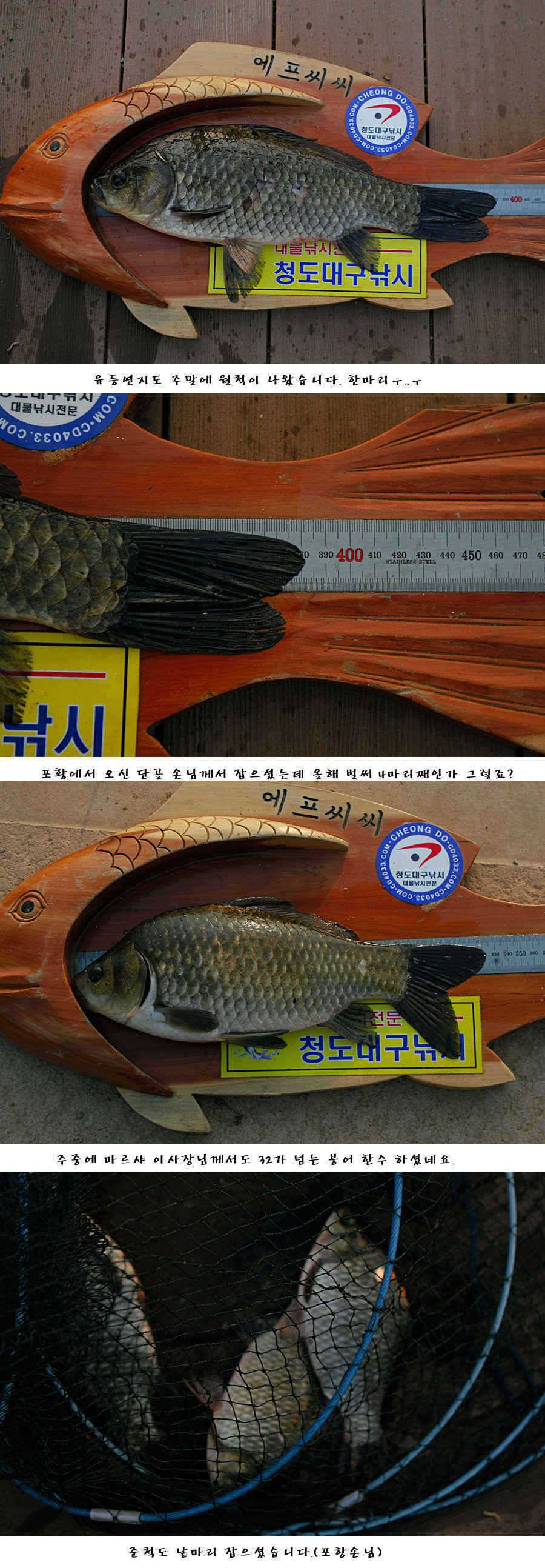 청도권주말 주중 조황 (조황조행기 - 특파원조황)