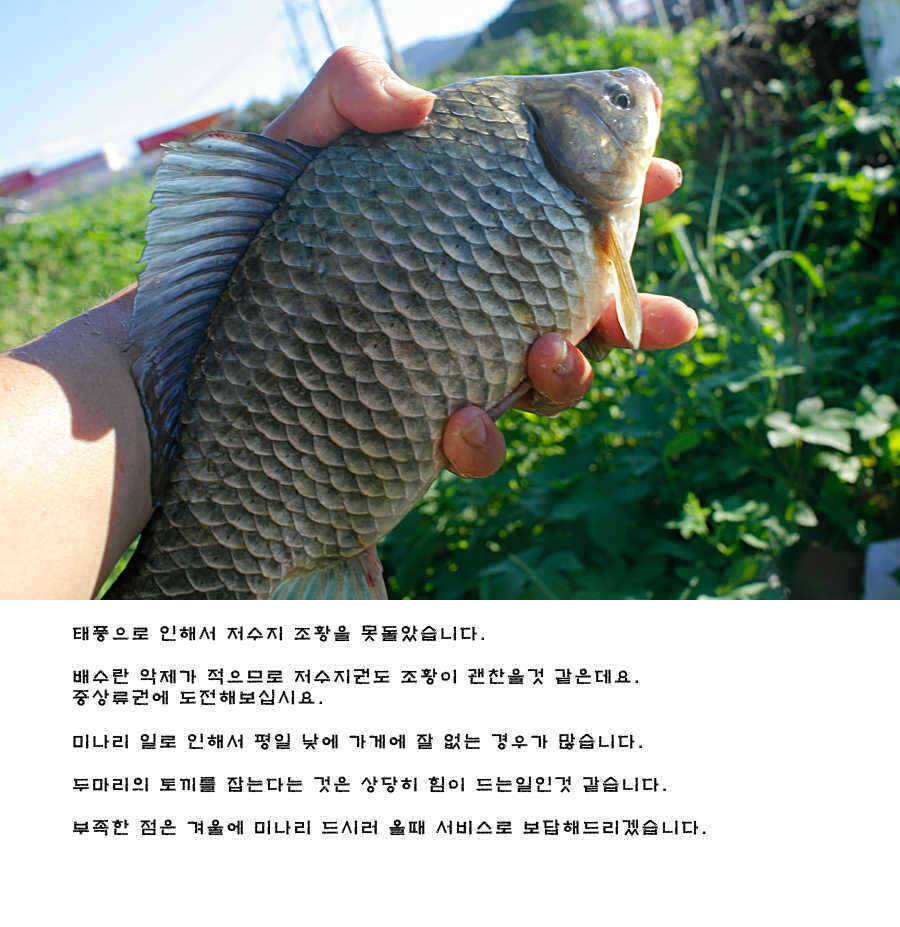 청도권 주중 조황정보 (조황조행기 - 특파원조황)
