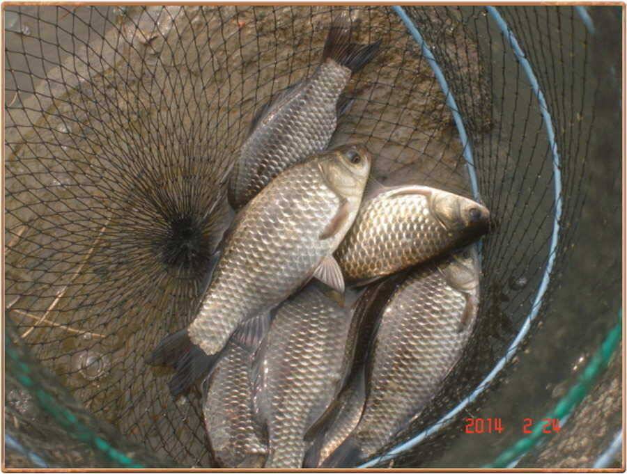 진위천 조황 소식 (조황조행기 - 특파원조황)