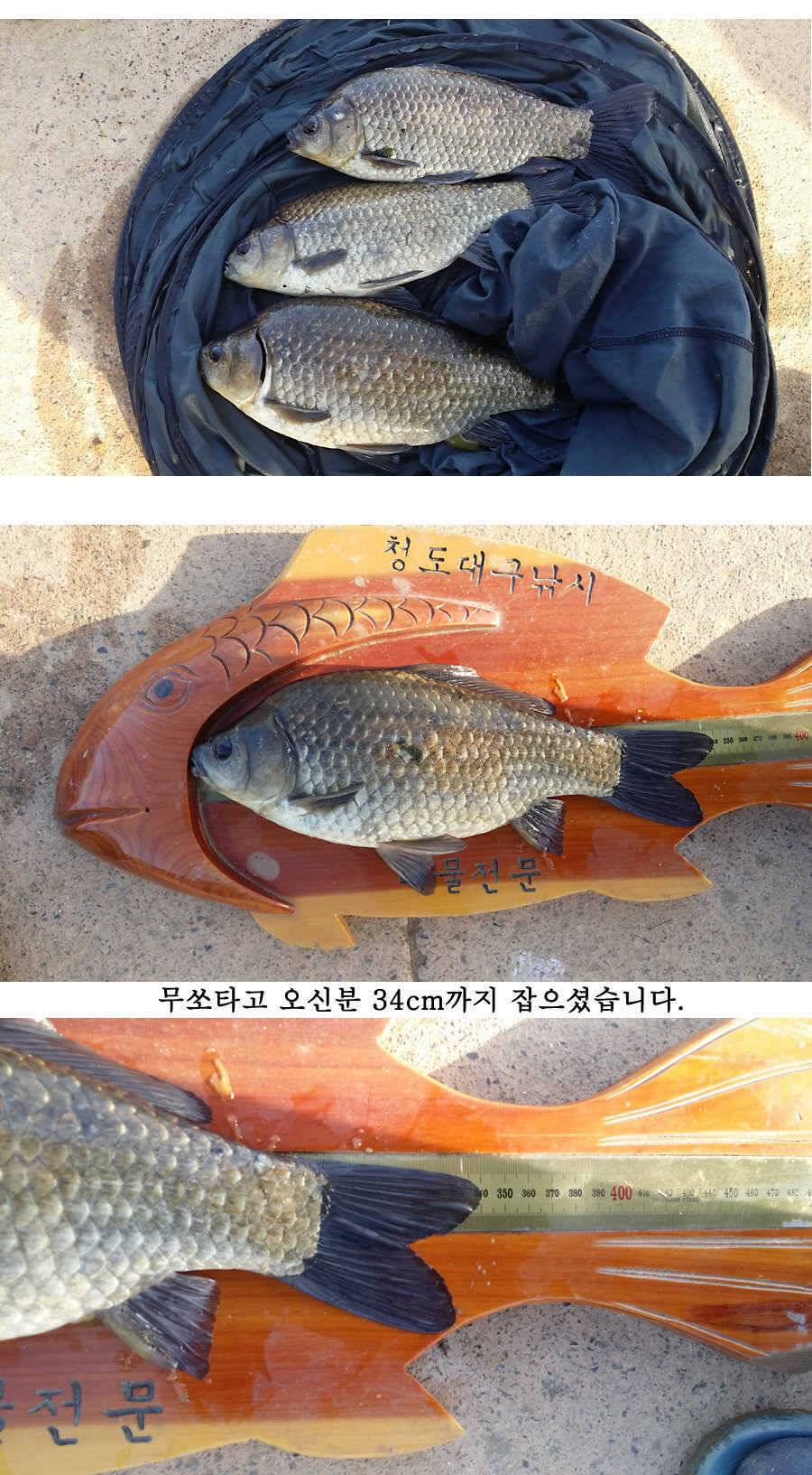 청도권 지난주 조황 (조황조행기 - 특파원조황)