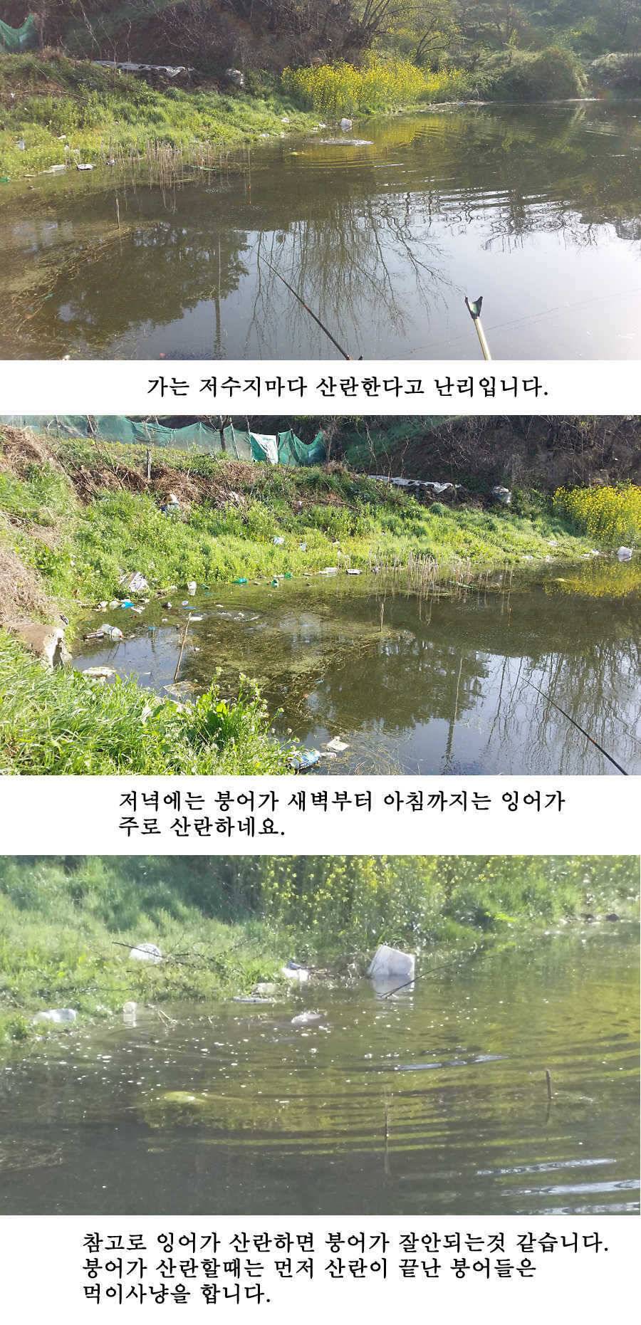 청도권 지난주 조황 (조황조행기 - 특파원조황)