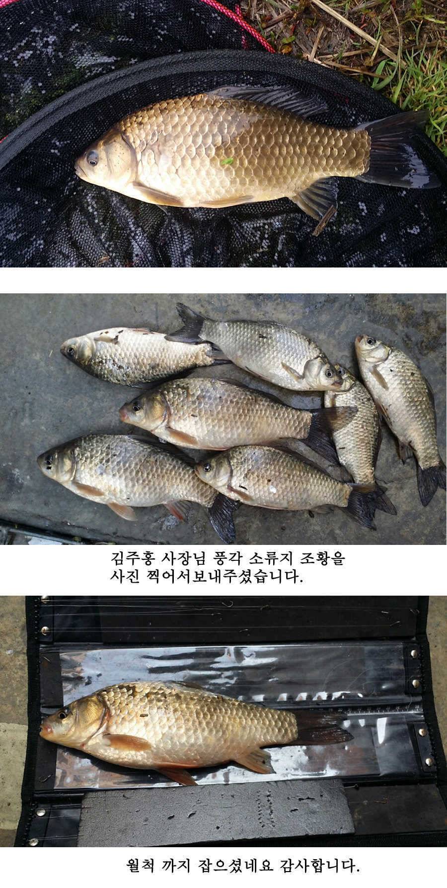 청도권 지난주 조황 (조황조행기 - 특파원조황)