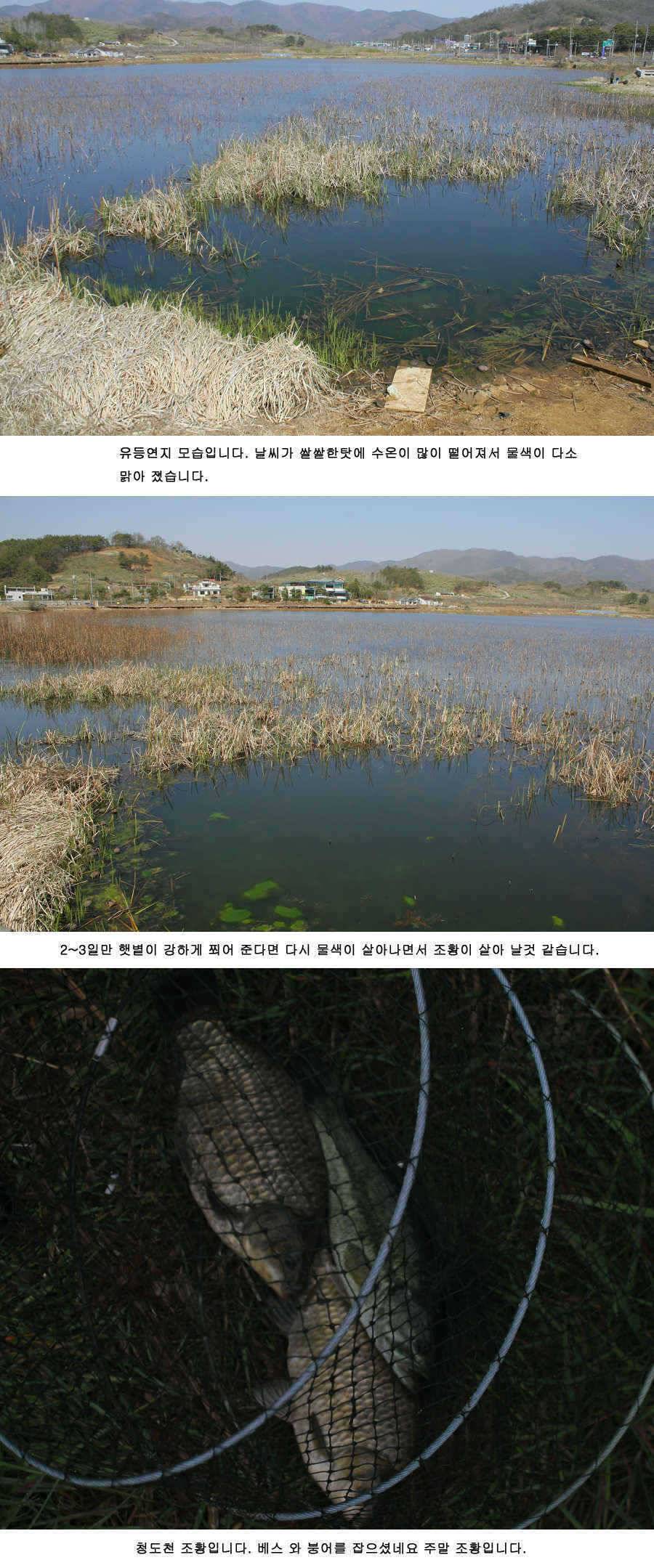 청도권 주말 주중 조황 (조황조행기 - 특파원조황)