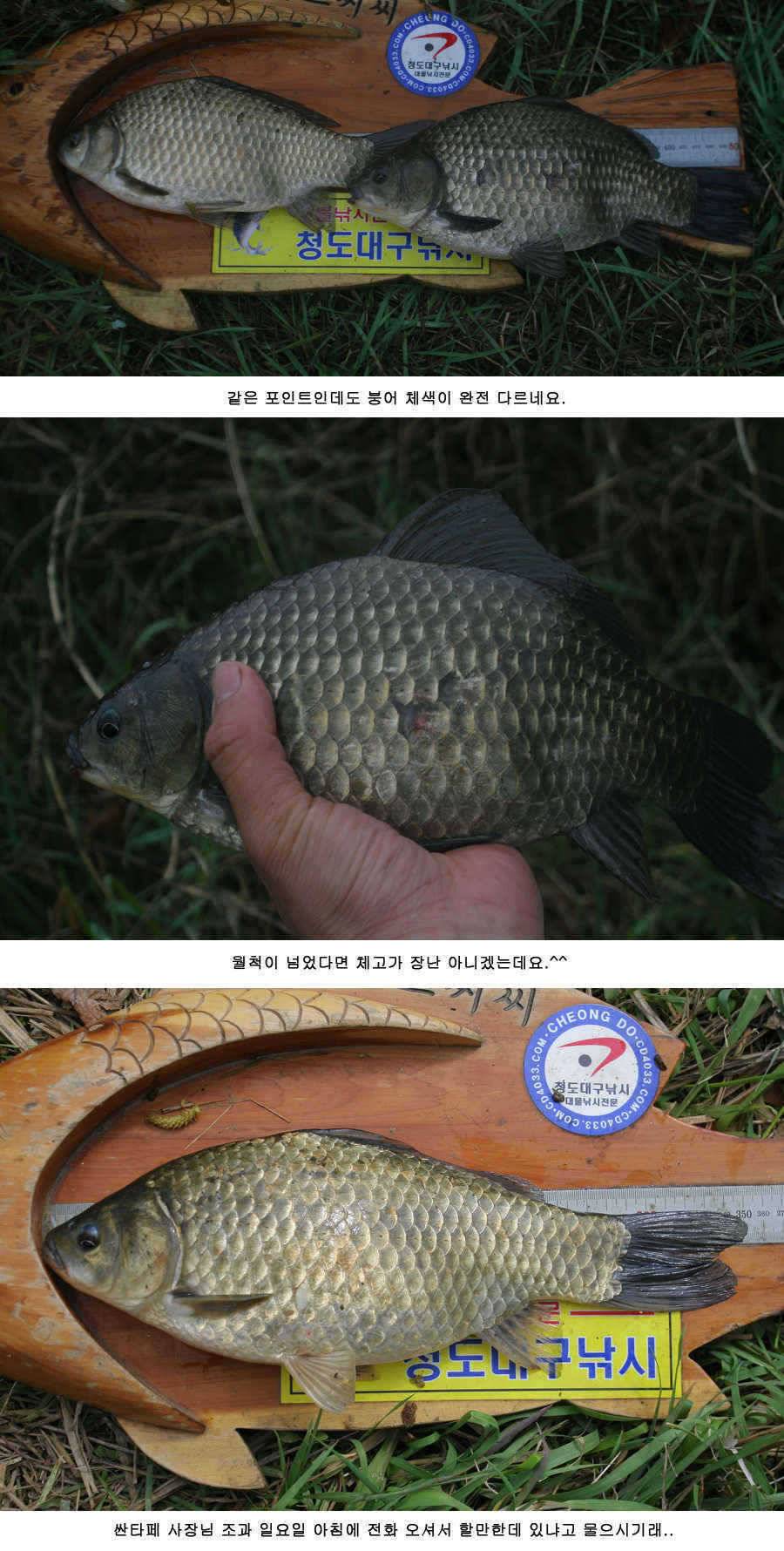 청도권 주말 주중 조황 (조황조행기 - 특파원조황)