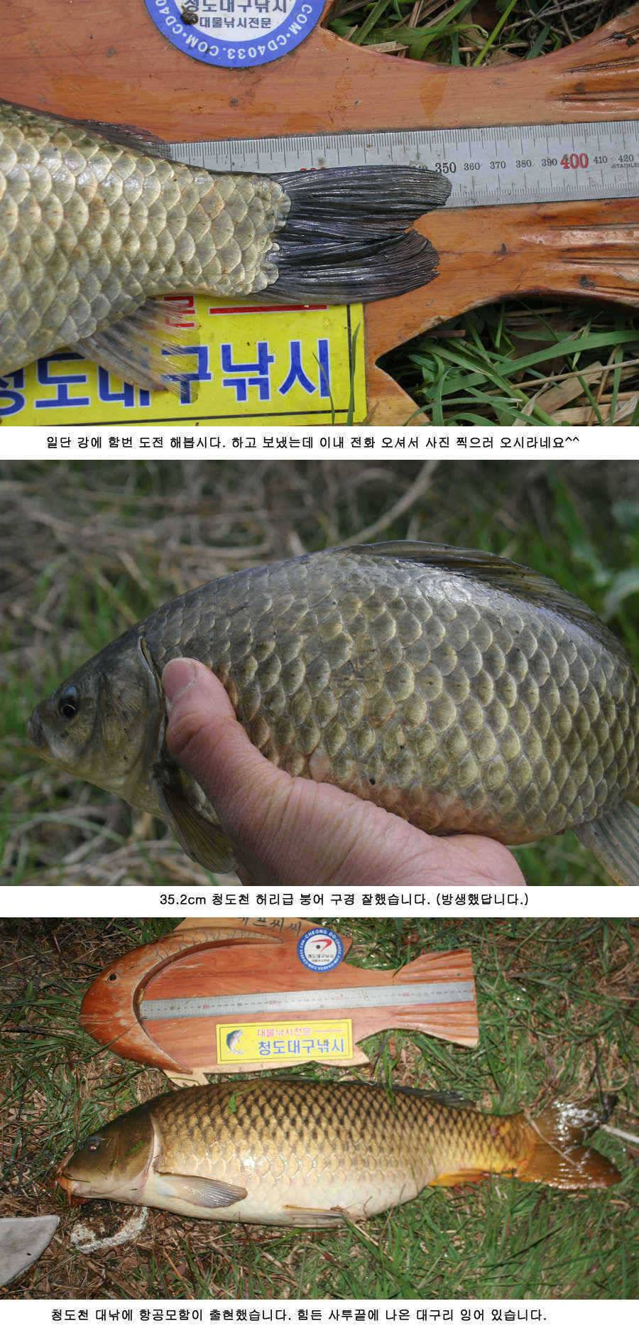 청도권 주말 주중 조황 (조황조행기 - 특파원조황)