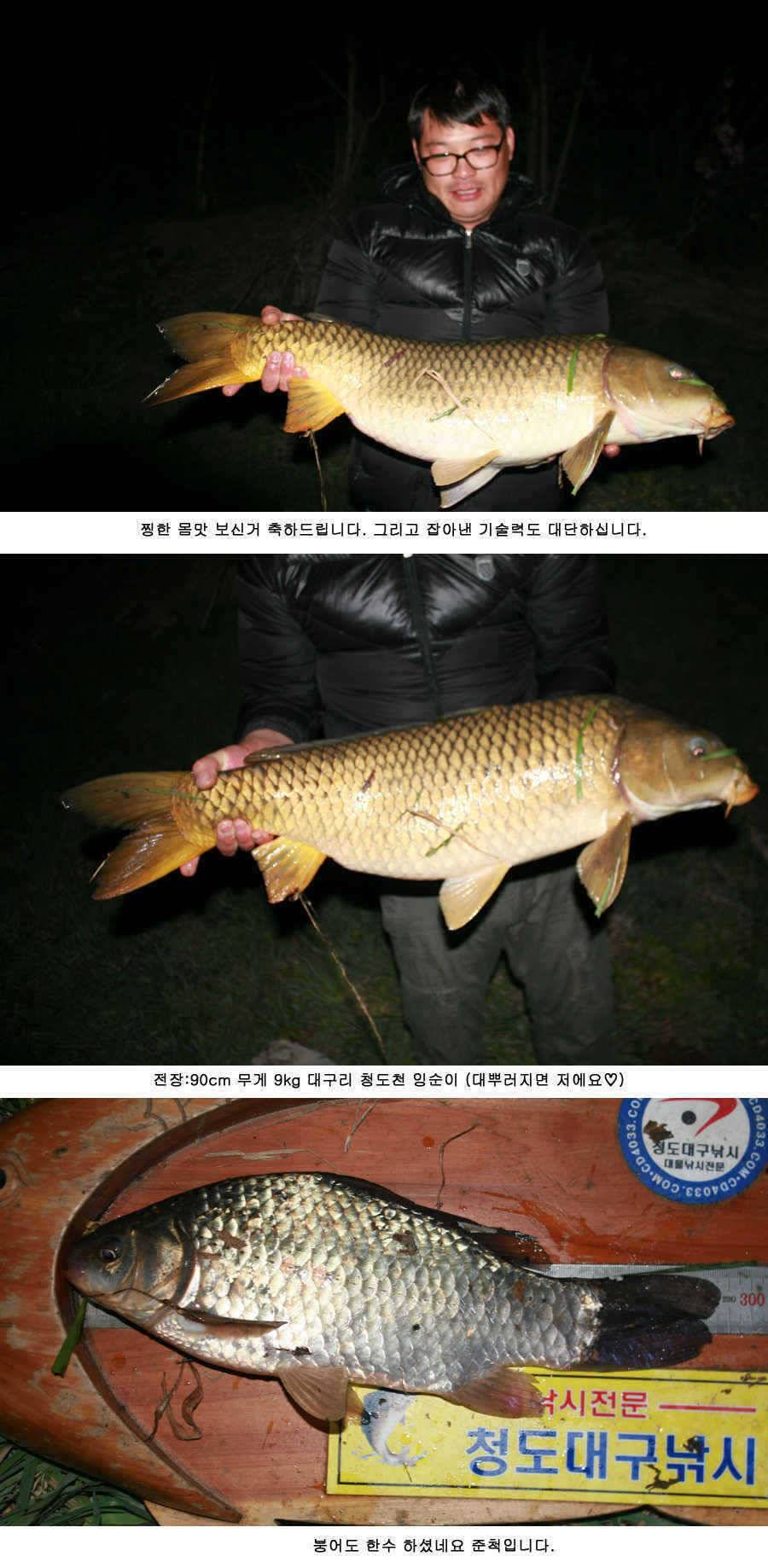 청도권 주말 주중 조황 (조황조행기 - 특파원조황)