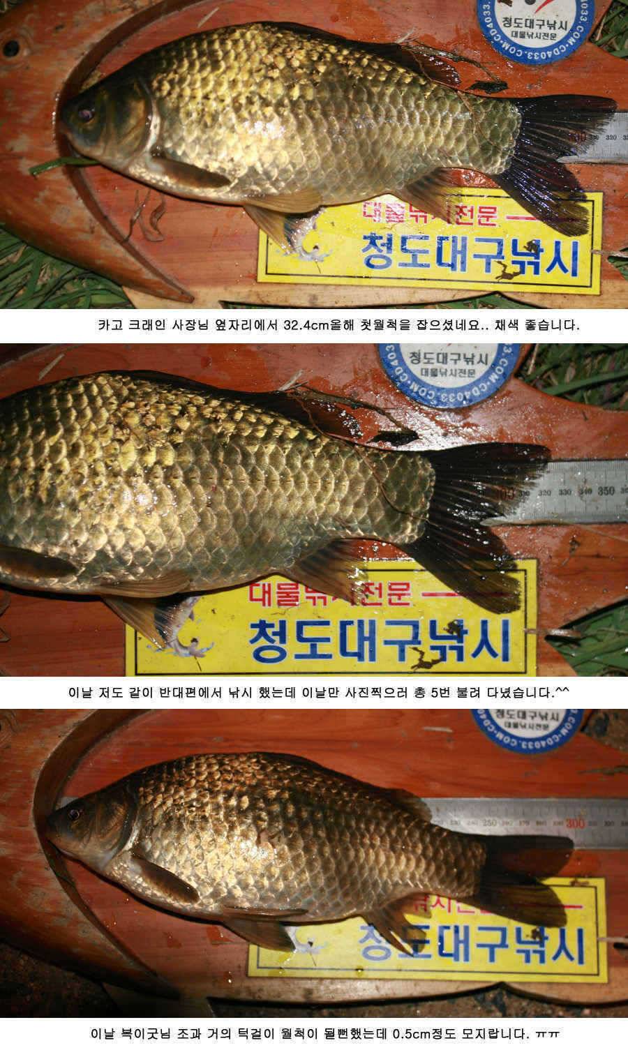 청도권 주말 주중 조황 (조황조행기 - 특파원조황)
