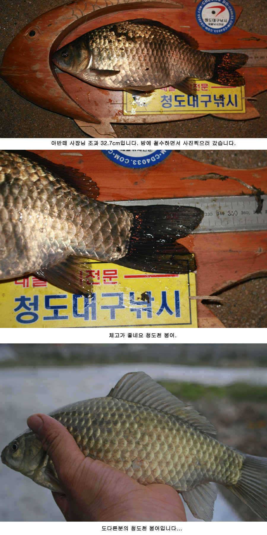 청도권 주말 주중 조황 (조황조행기 - 특파원조황)