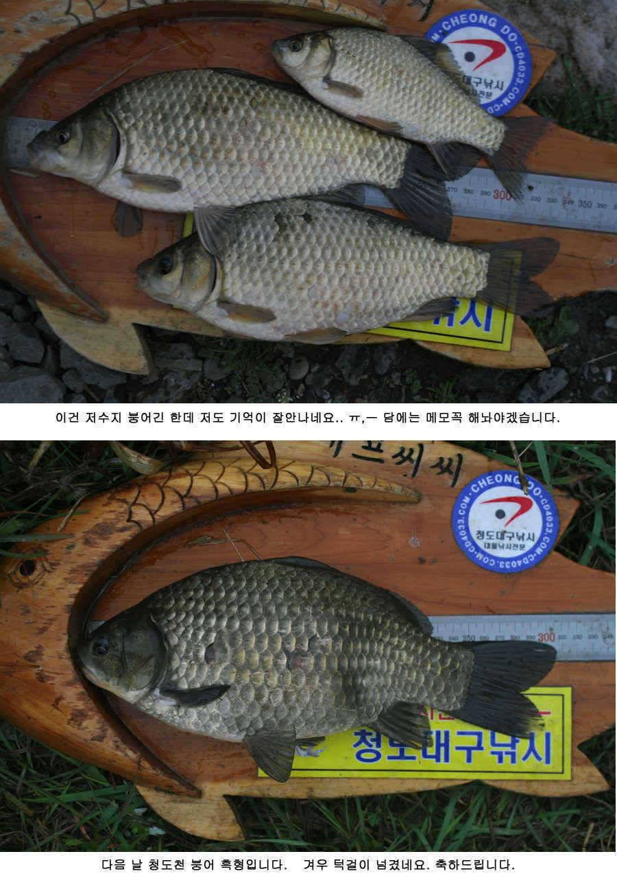 청도권 주말 주중 조황 (조황조행기 - 특파원조황)