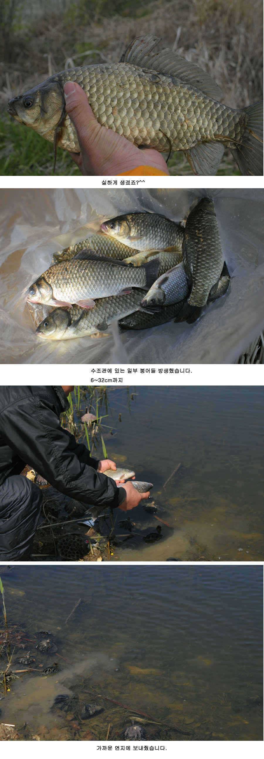 청도권 주말 주중 조황 (조황조행기 - 특파원조황)