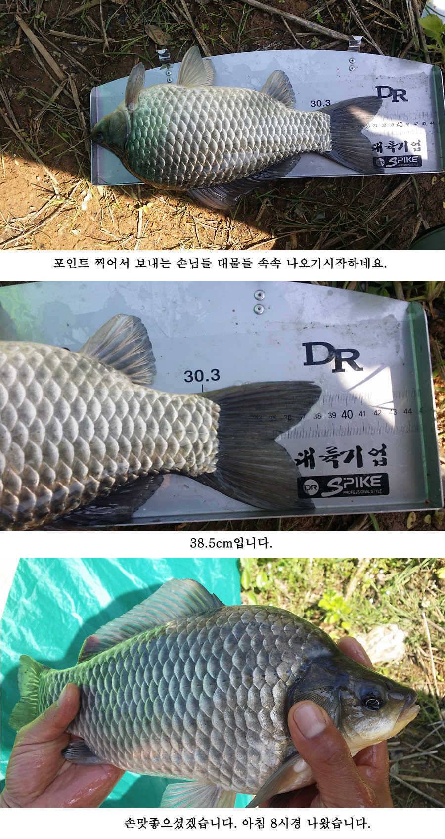 지난주 청도권 대물 대박 터지네요 (조황조행기 - 특파원조황)