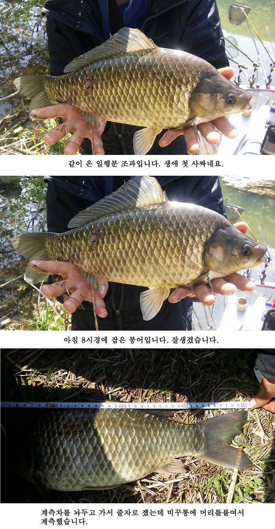 지난주 청도권 대물 대박 터지네요 (조황조행기 - 특파원조황)