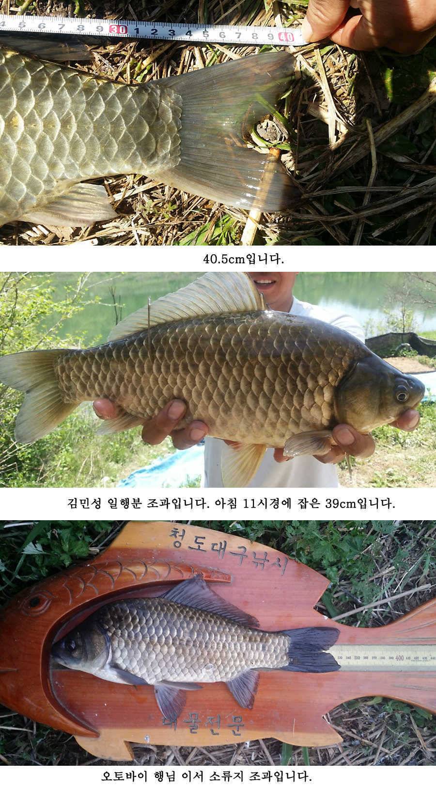 지난주 청도권 대물 대박 터지네요 (조황조행기 - 특파원조황)