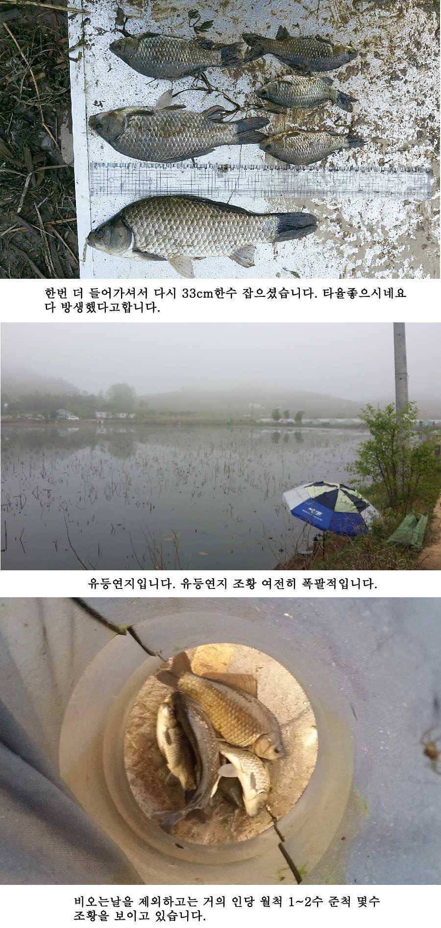 지난주 청도권 대물 대박 터지네요 (조황조행기 - 특파원조황)