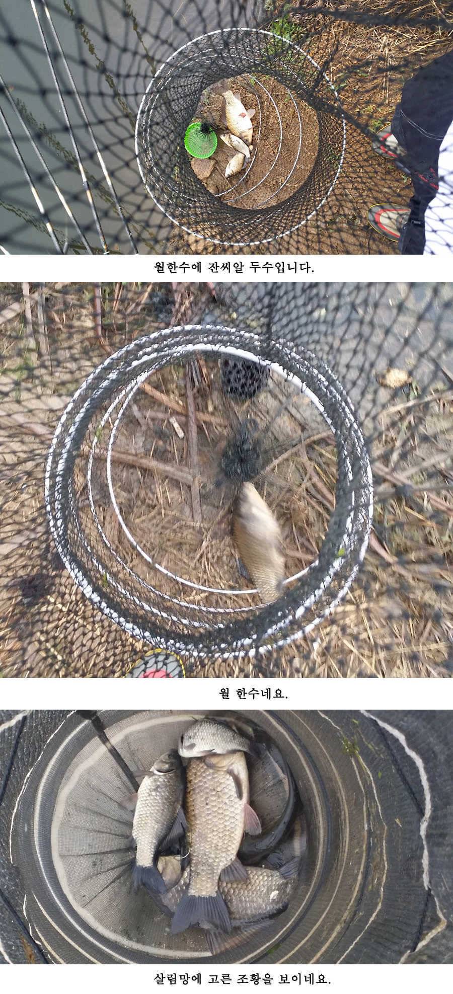 지난주 청도권 대물 대박 터지네요 (조황조행기 - 특파원조황)