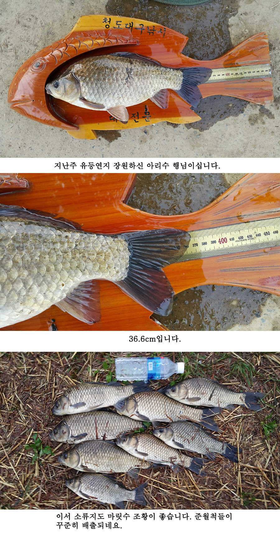 지난주 청도권 대물 대박 터지네요 (조황조행기 - 특파원조황)