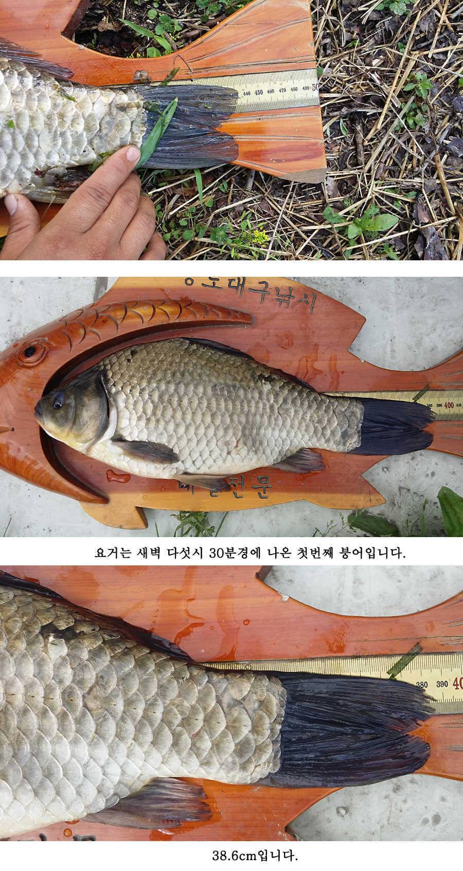 지난주 청도권 대물 대박 터지네요 (조황조행기 - 특파원조황)