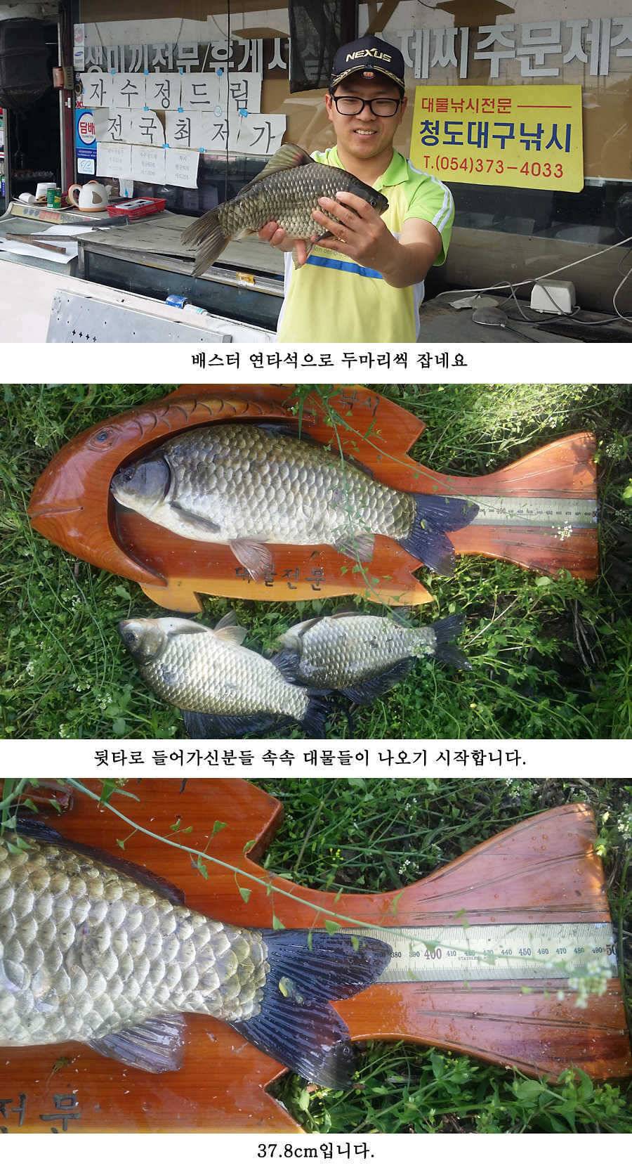 지난주 청도권 대물 대박 터지네요 (조황조행기 - 특파원조황)
