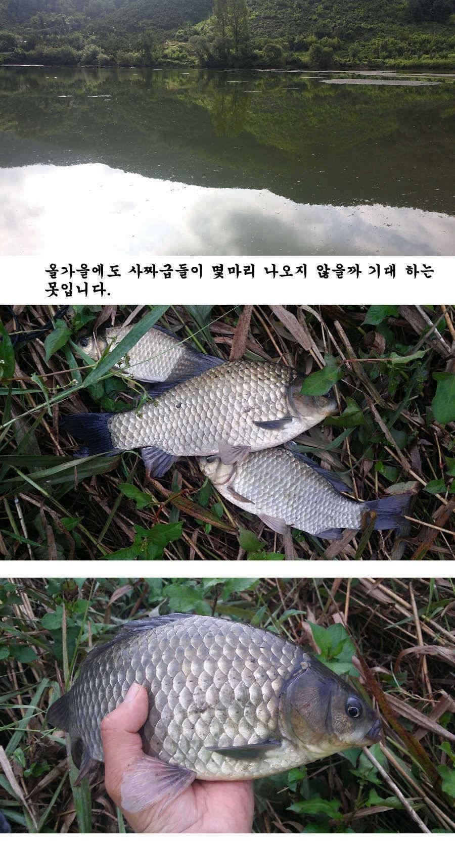 지난 청도권 조황입니다 (조황조행기 - 특파원조황)