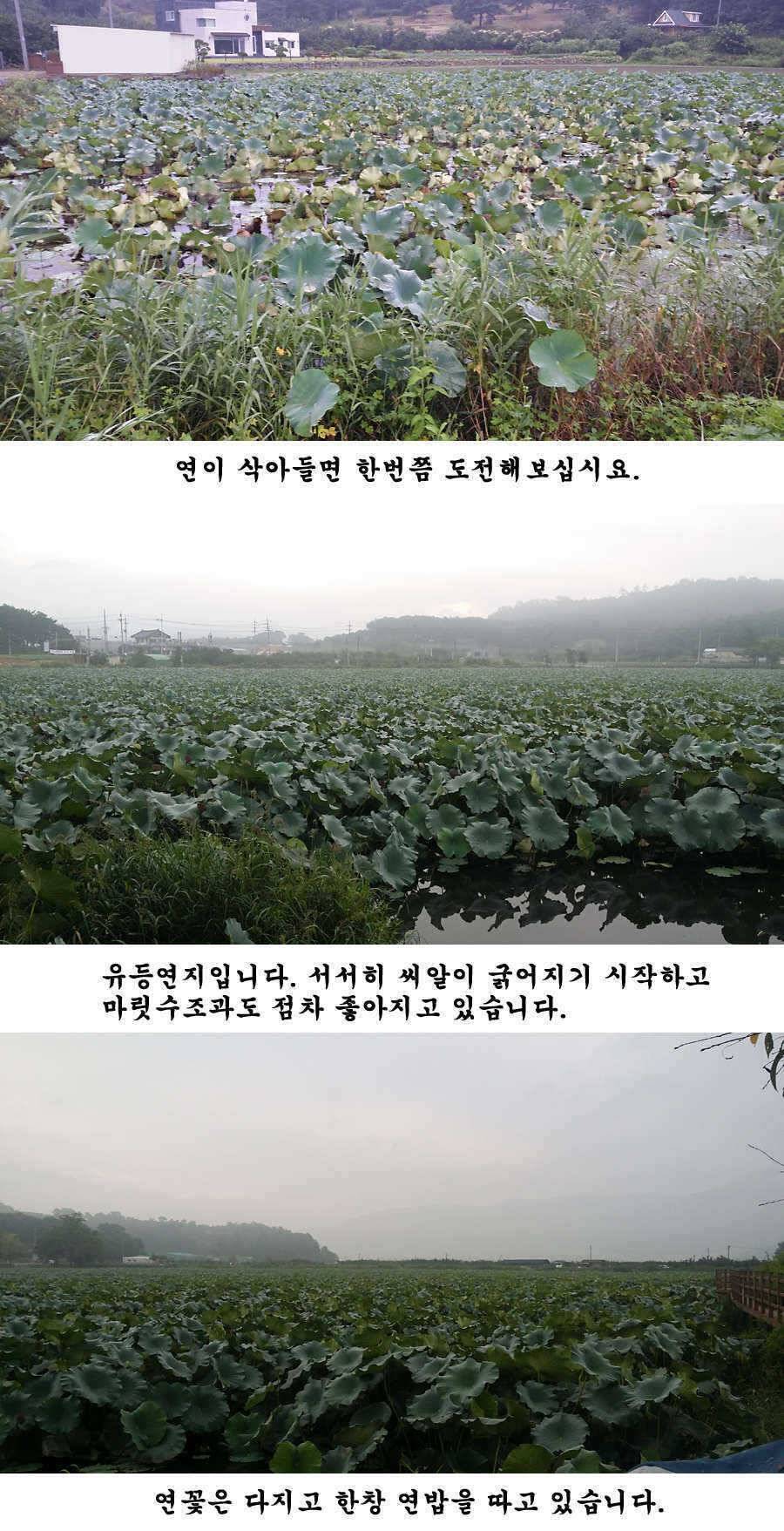 지난 청도권 조황입니다 (조황조행기 - 특파원조황)