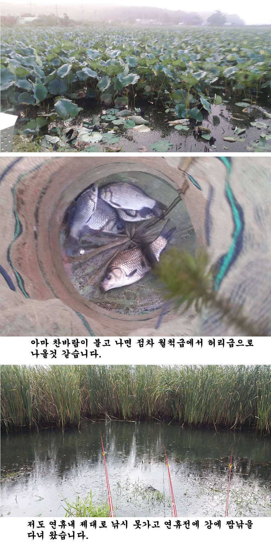 지난 청도권 조황입니다 (조황조행기 - 특파원조황)