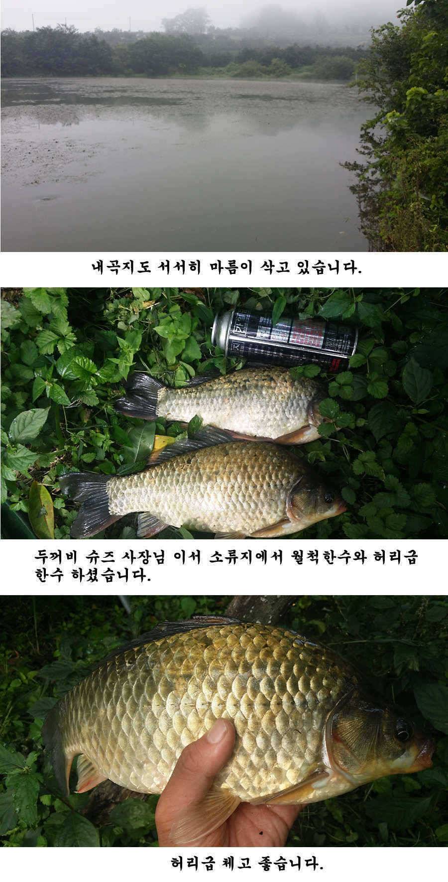 지난 청도권 조황입니다 (조황조행기 - 특파원조황)