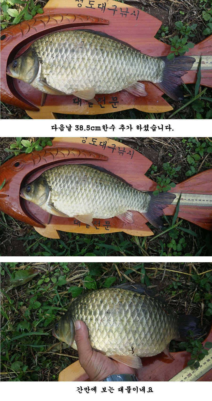 지난 청도권 조황입니다 (조황조행기 - 특파원조황)