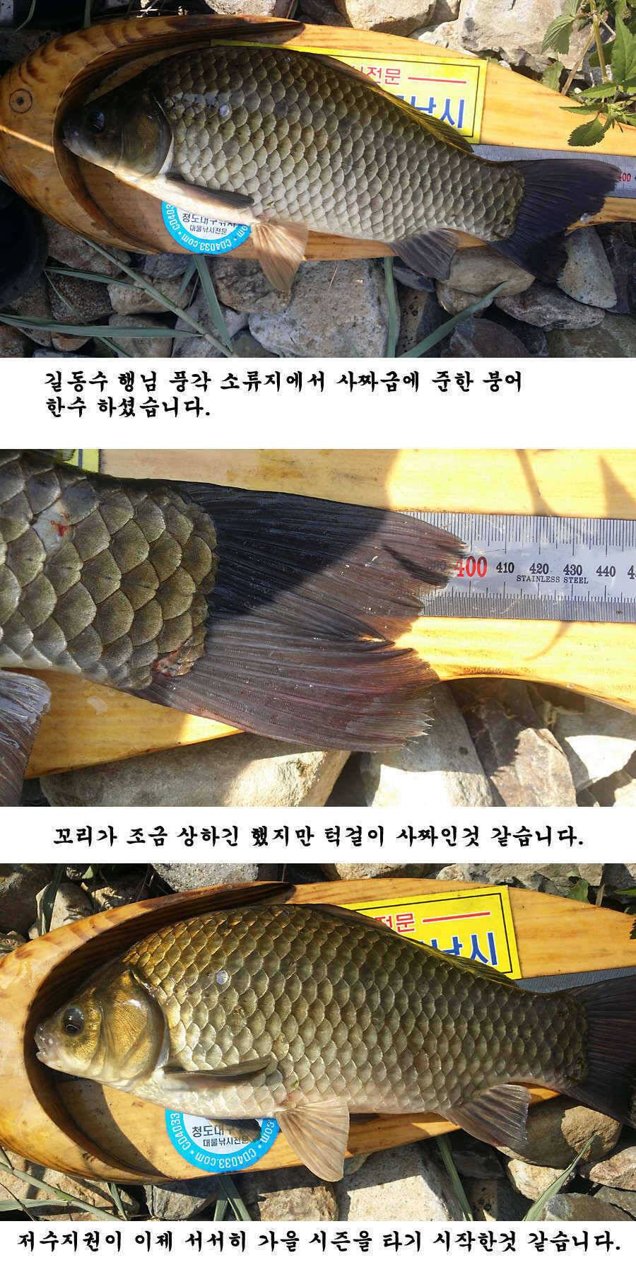 지난 청도권 조황입니다 (조황조행기 - 특파원조황)