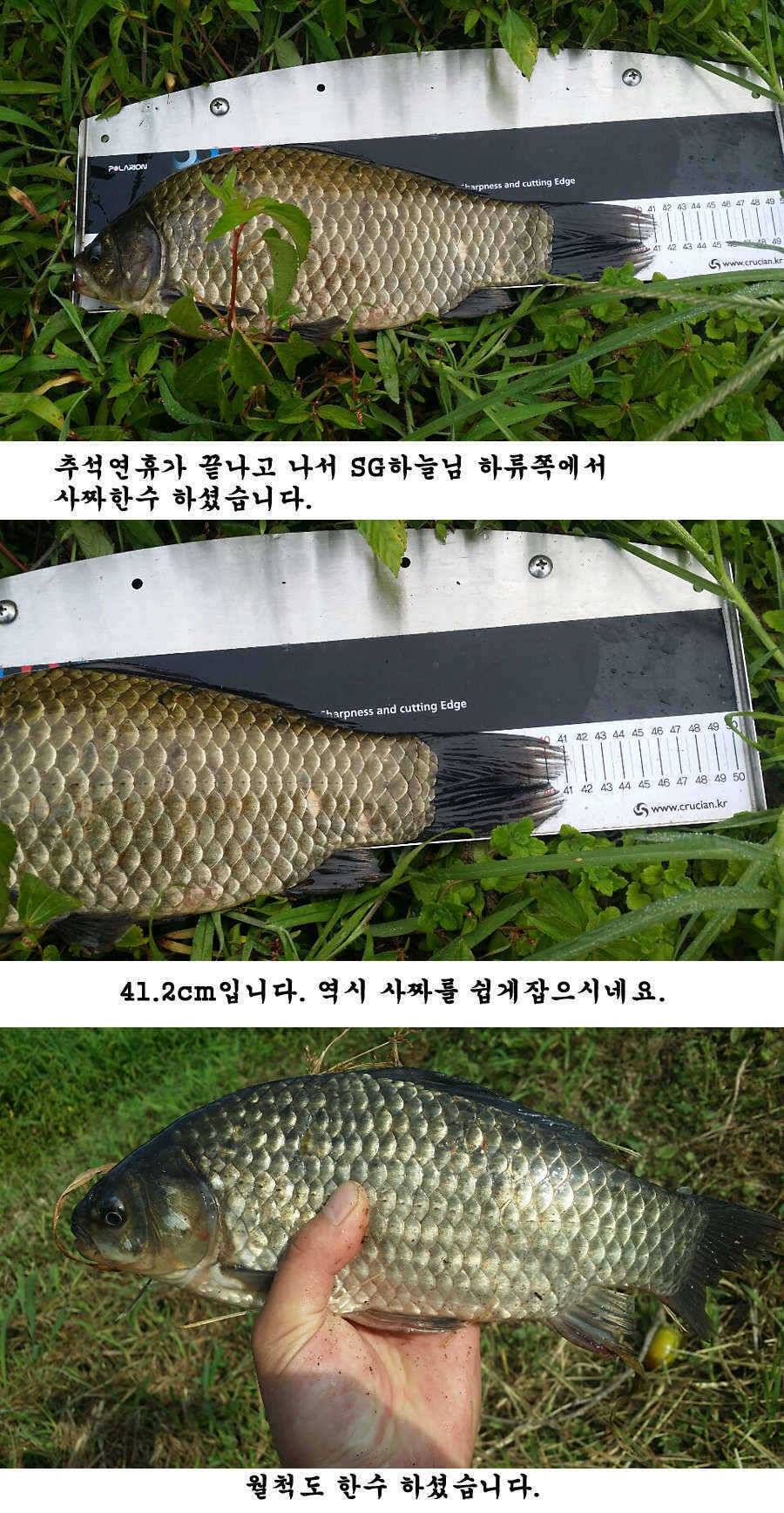 지난 청도권 조황입니다 (조황조행기 - 특파원조황)