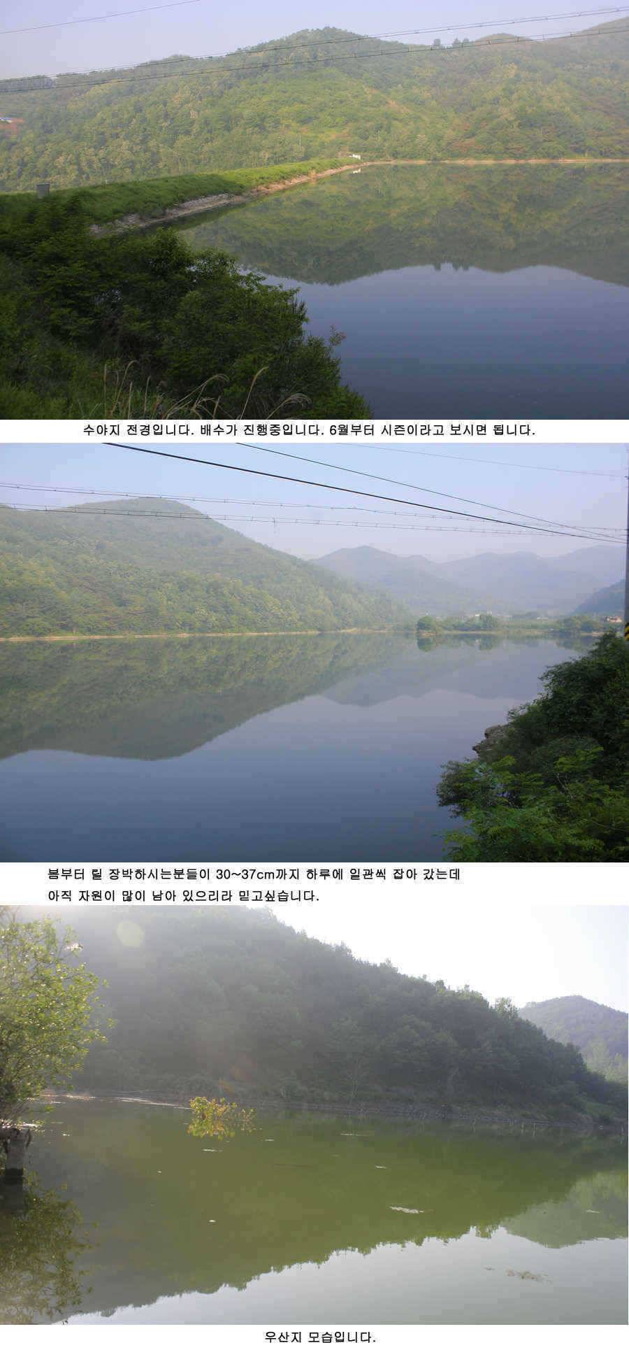 청도권 주말 조황 (조황조행기 - 특파원조황)