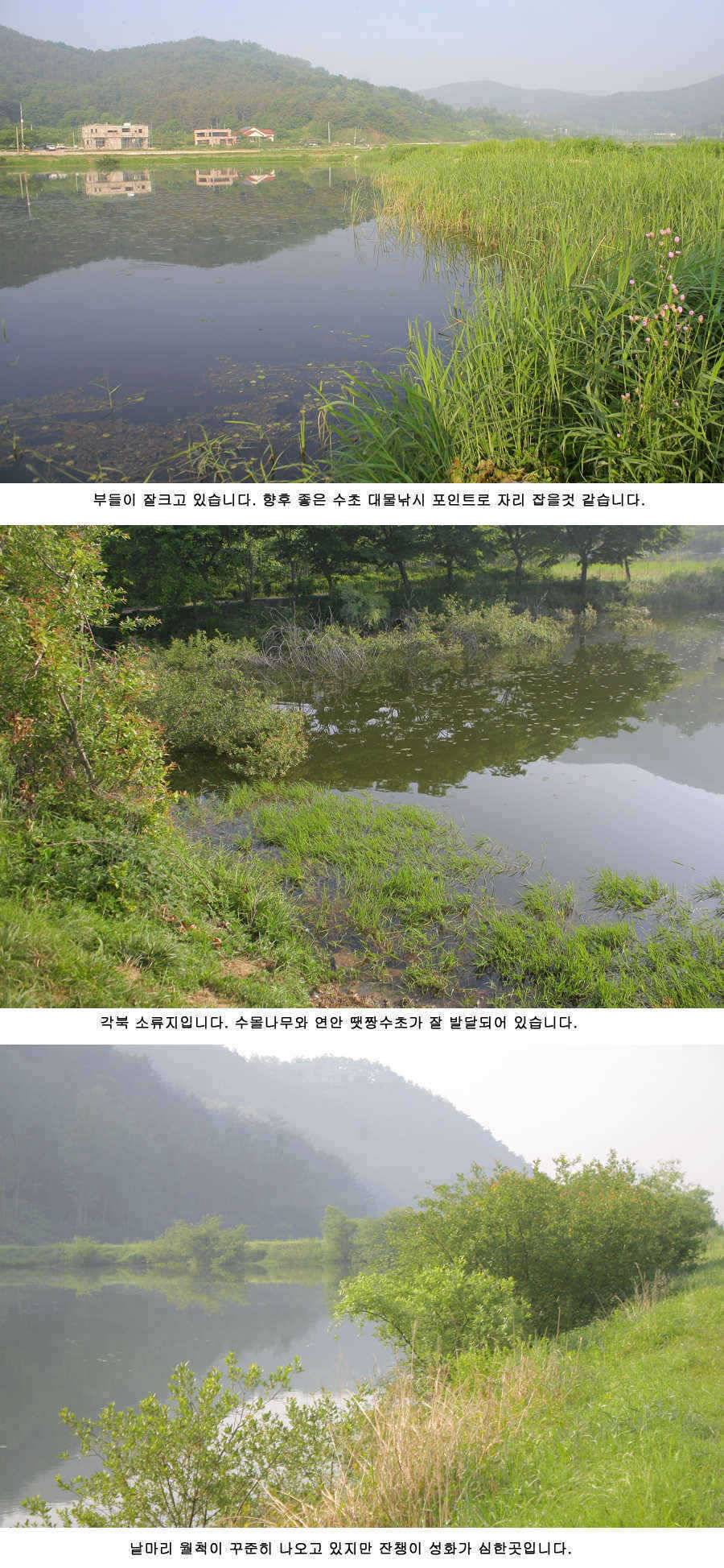 청도권 주말 조황 (조황조행기 - 특파원조황)