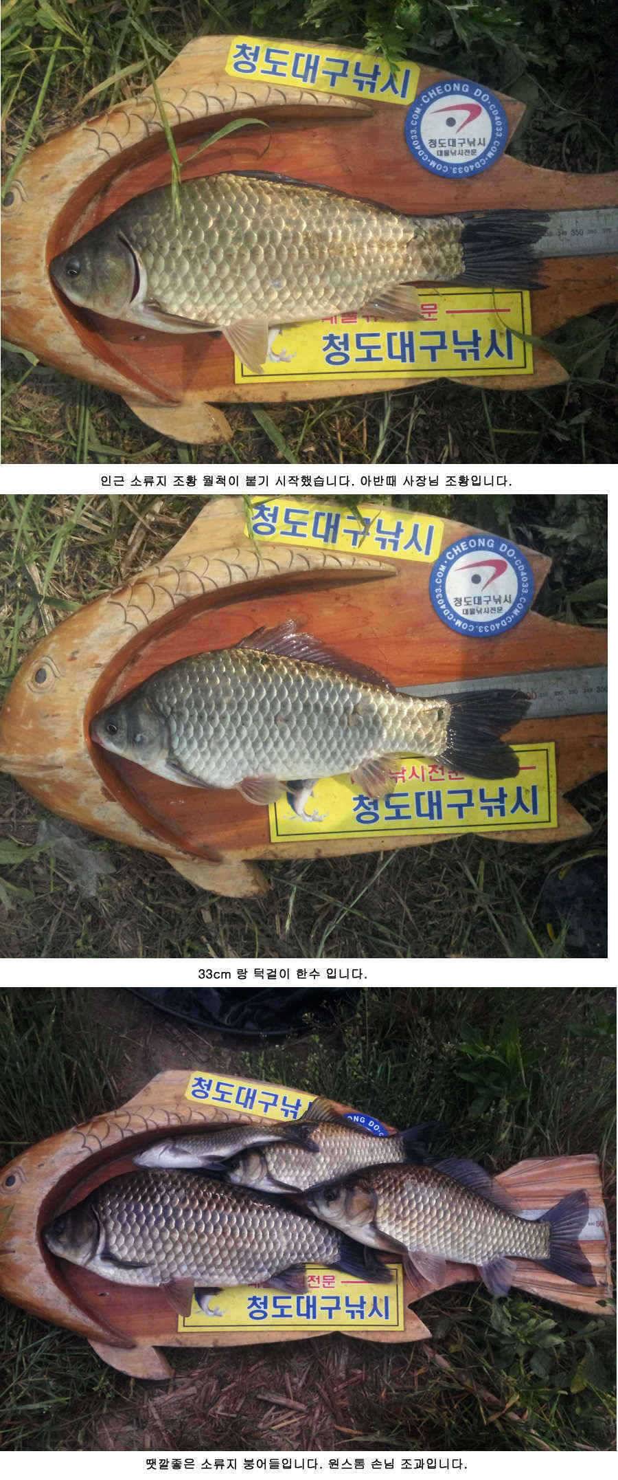 청도권 주말 조황 (조황조행기 - 특파원조황)