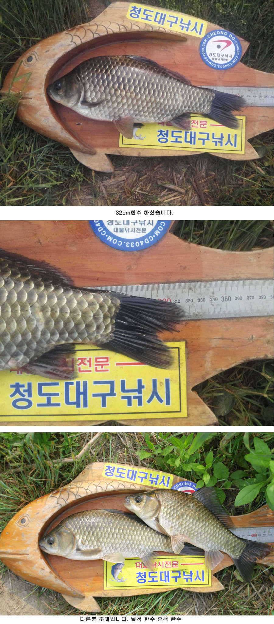 청도권 주말 조황 (조황조행기 - 특파원조황)