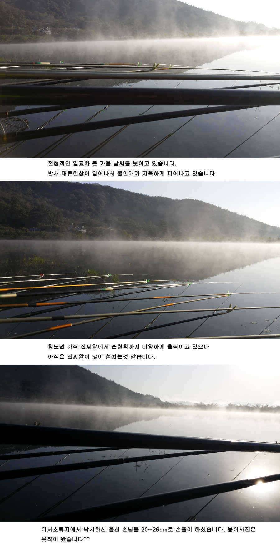 청도권 주중 조황 (조황조행기 - 특파원조황)