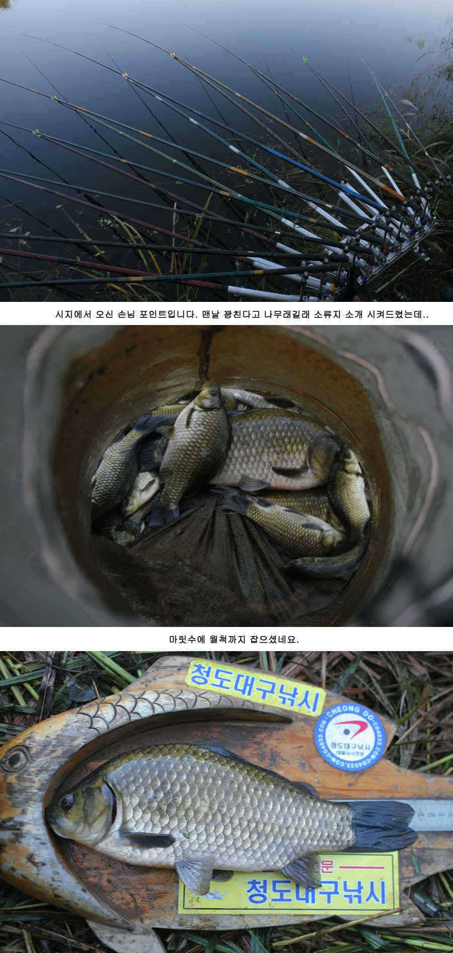 청도권 주중 조황 (조황조행기 - 특파원조황)