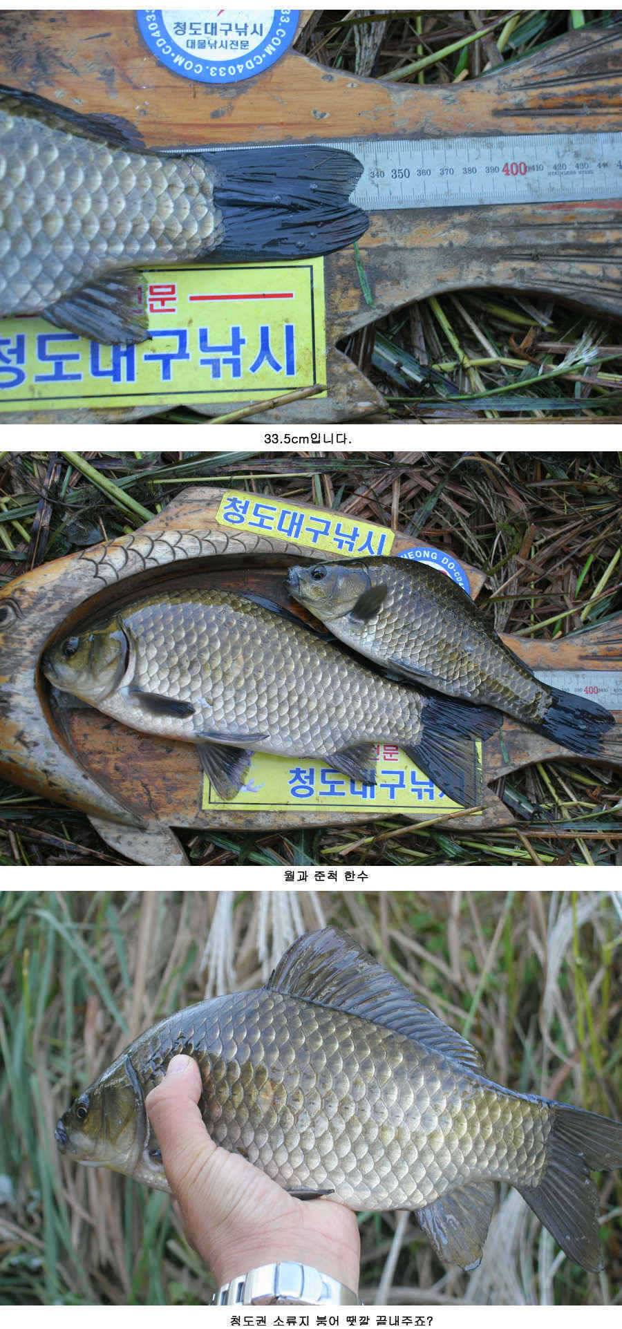 청도권 주중 조황 (조황조행기 - 특파원조황)