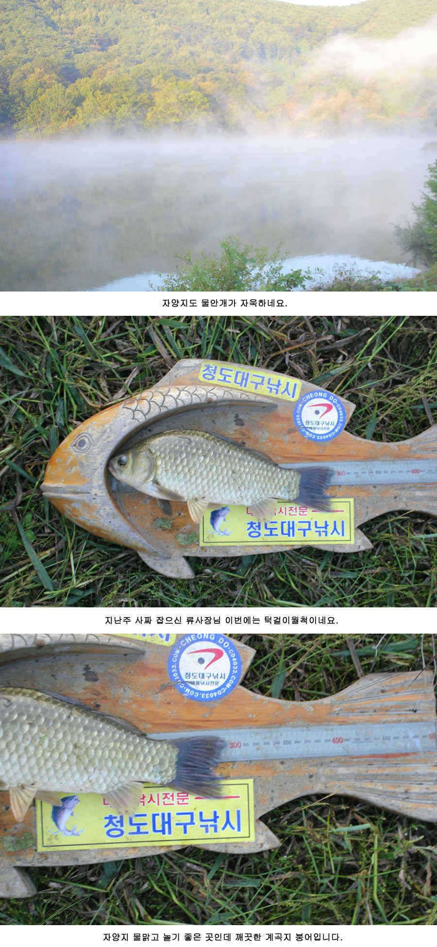 청도권 주중 조황 (조황조행기 - 특파원조황)