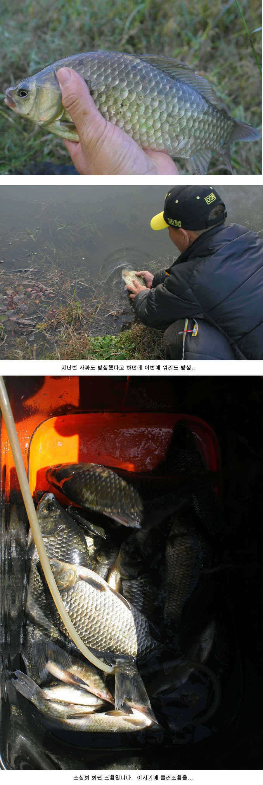 청도권 주중 조황 (조황조행기 - 특파원조황)
