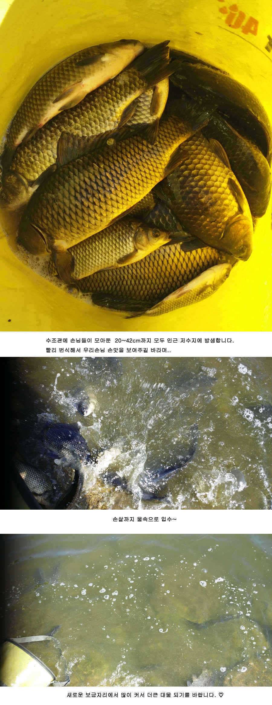 청도권 주중 조황 (조황조행기 - 특파원조황)