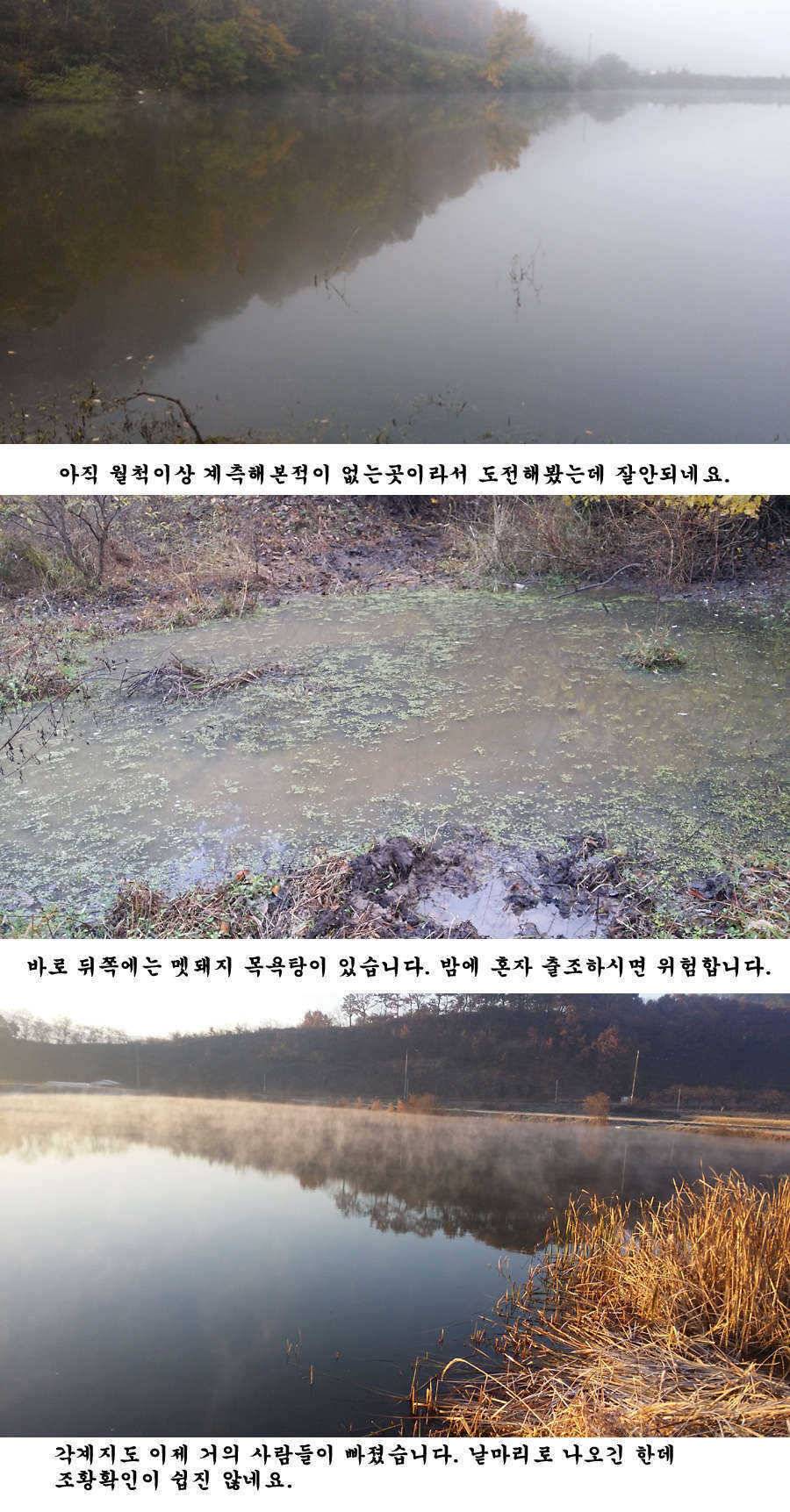 청도권 조황정보입니다 (조황조행기 - 특파원조황)