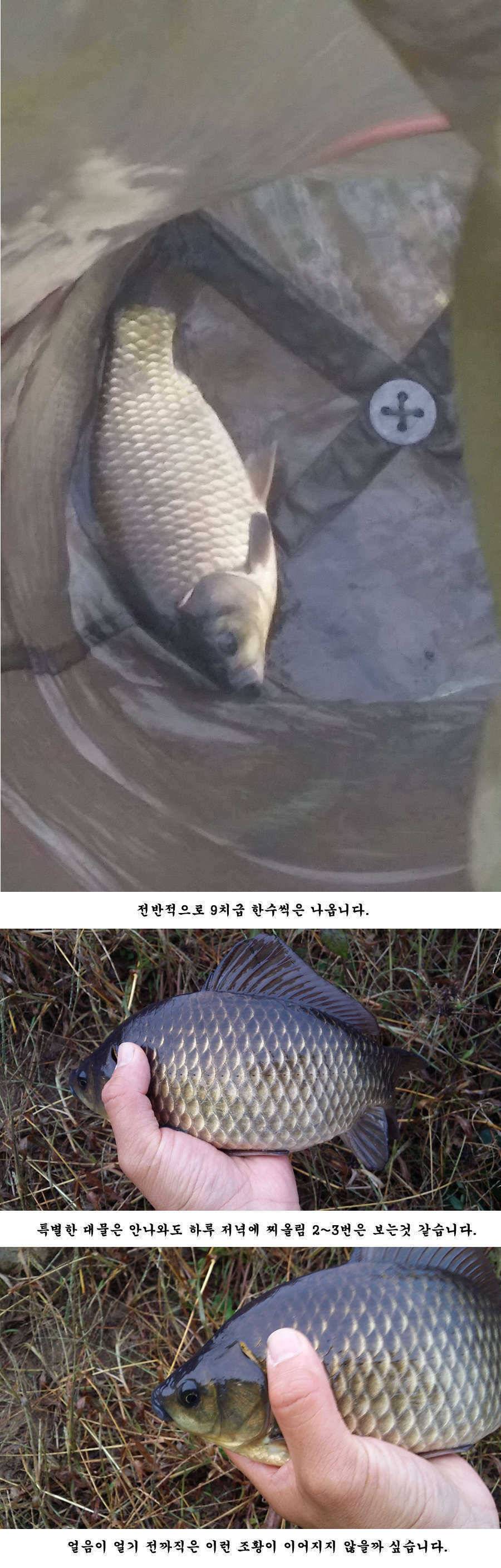 청도권 조황정보입니다 (조황조행기 - 특파원조황)