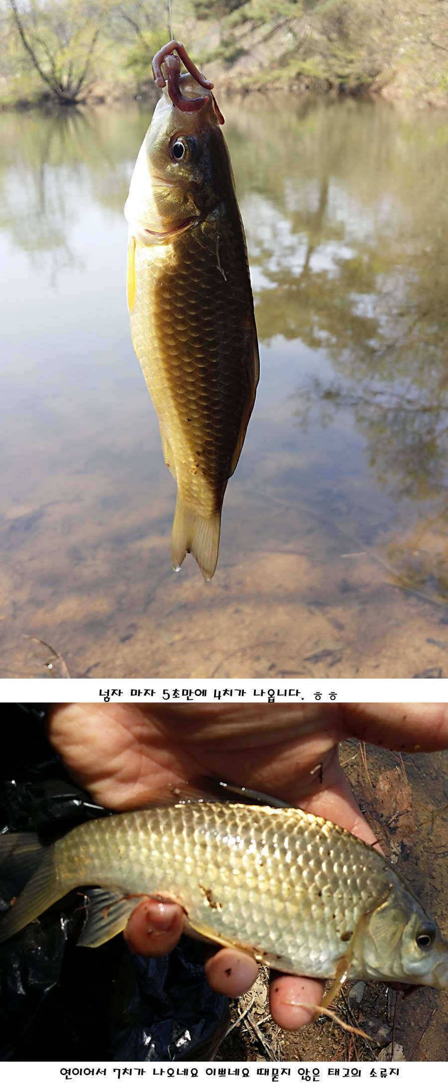 청도권 전반적으로 호조황입니다 (조황조행기 - 특파원조황)