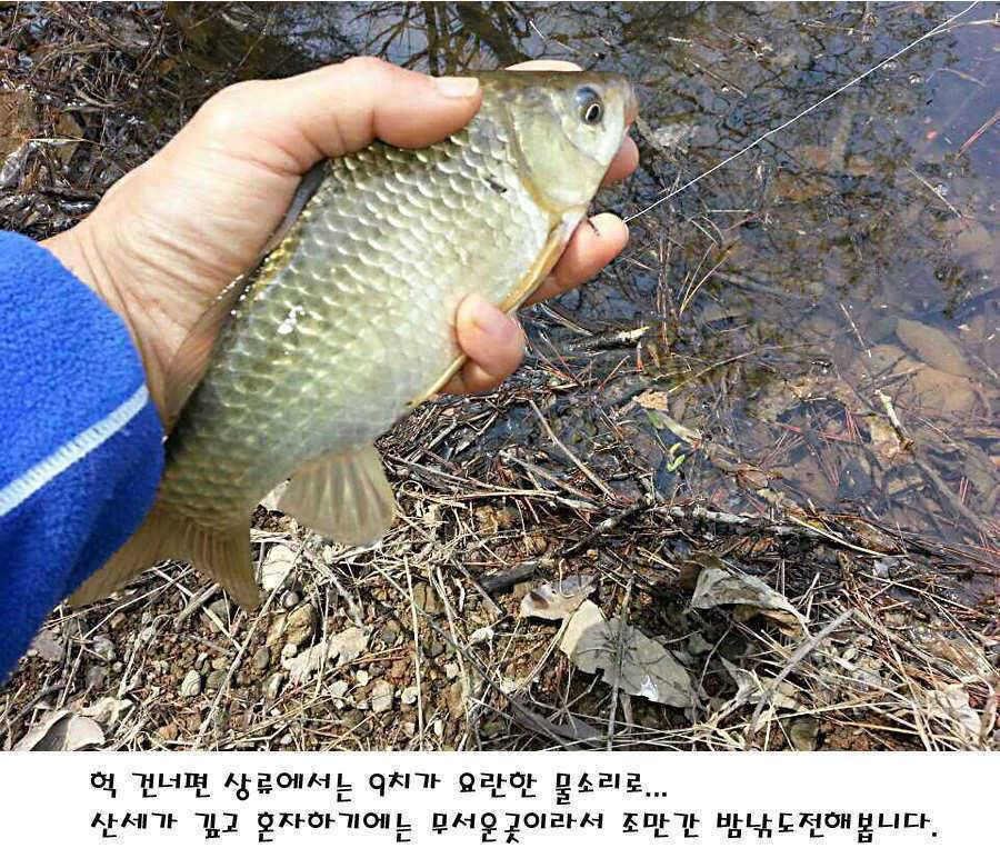 청도권 전반적으로 호조황입니다 (조황조행기 - 특파원조황)